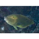 Hemigymnus melapterus (Bloch, 1791)