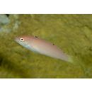 Halichoeres pallidus Kuiter et Randall, 1995