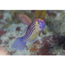 Cirrhilabrus earlei Randall et Pyle, 2001