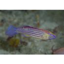 Cirrhilabrus earlei Randall et Pyle, 2001