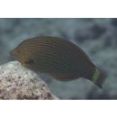 Halichoeres marginatus Ruppell, 1835