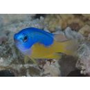 Pomacentrus auriventris Allen, 1991