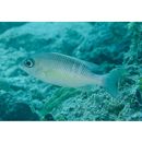 Scolopsis margaritifera (Cuvier, 1830)