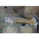 Salarias segmentatus Bath et Randall, 1990