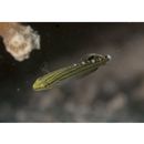 Amblygobius rainfordi (Whitley, 1940)