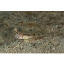 Gobiidae, indeterminate genus et species