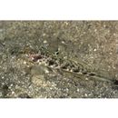 Vanderhorstia sp. 4 of Suzuki in Senou, ed. (2004)