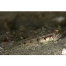 Gobiidae, indeterminate genus et species