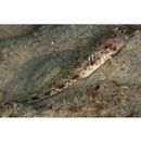 Vanderhorstia lanceolata Yanagisawa, 1978