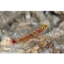 Trimma nasa Winterbottom, 2005