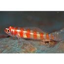 Trimma cana Winterbottom, 2004