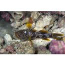 Callogobius crassus McKinney et Lachner, 1984