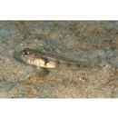 Gobiidae, indeterminate genus et species