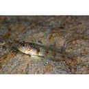 Gobiidae, indeterminate genus et species