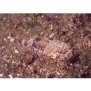 Thysanophrys celebica (Bleeker, 1854)