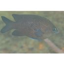 Stegastes obreptus (Whitley, 1948)