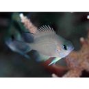 Amblyglyphidodon leucogaster (Bleeker, 1847)