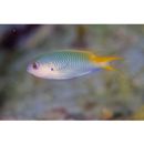 Pomachromis guamensis Allen et Larson, 1975