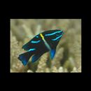 Neoglyphidodon oxyodon (Bleeker, 1857-1858)