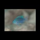 Pomacentrus geminospilus Allen, 1993