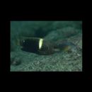 Chrysiptera biocellata (Quoy et Gaimard, 1825)