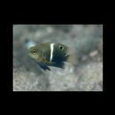 Chrysiptera biocellata (Quoy et Gaimard, 1825)