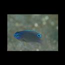 Pomacentrus xanthosternus Allen, 1991