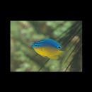 Pomacentrus cuneatus Allen, 1991