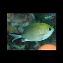 Chromis scotochiloptera Fowler, 1918