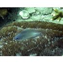 Pomacentrus azuremaculatus Allen, 1991