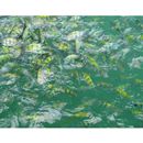 Abudefduf sp. 1 cf. Chaetodon trywhitti Bennett, 1830