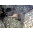 Epinephelus fasciatus (Forsskal, 1775)