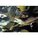 Pseudoblennius percoides Gunther, 1861