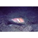 Choerodon azurio (Jordan et Snyder, 1901)