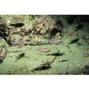 Ostorhinchus doederleini (Jordan et Snyder, 1901)