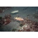 Parupeneus spilurus (Bleeker, 1854)