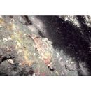 Scorpaenopsis cirrosa (Thunberg, 1793)