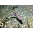 Pterogobius elapoides (Gunther, 1872)