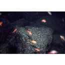 Pseudanthias squamipinnis (Peters, 1855)