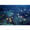 Pseudanthias squamipinnis (Peters, 1855)