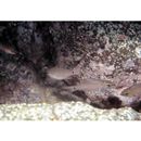 Ostorhinchus notatus (Houttuyn, 1782)