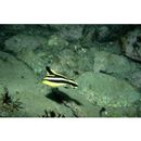 Diagramma pictum (Thunberg, 1792)