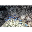 Pomacentrus coelestis Jordan et Starks, 1901