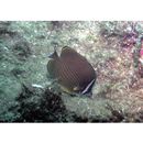 Chaetodon auripes Jordan et Snyder, 1901