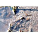 Periophthalmus modestus Cantor, 1842