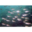 Ostorhinchus semilineatus (Temminck et Schlegel, 1843)