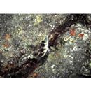 Canthigaster axiologa Whitley, 1931