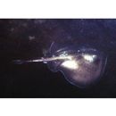 Urolophus aurantiacus Muller et Henle, 1841