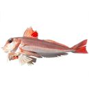 Lepidotrigla microptera Gunther, 1873