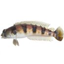 Parapercis sexfasciata (Temminck et Schlegel, 1843)